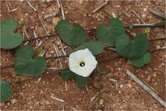 Ipomoea obscura